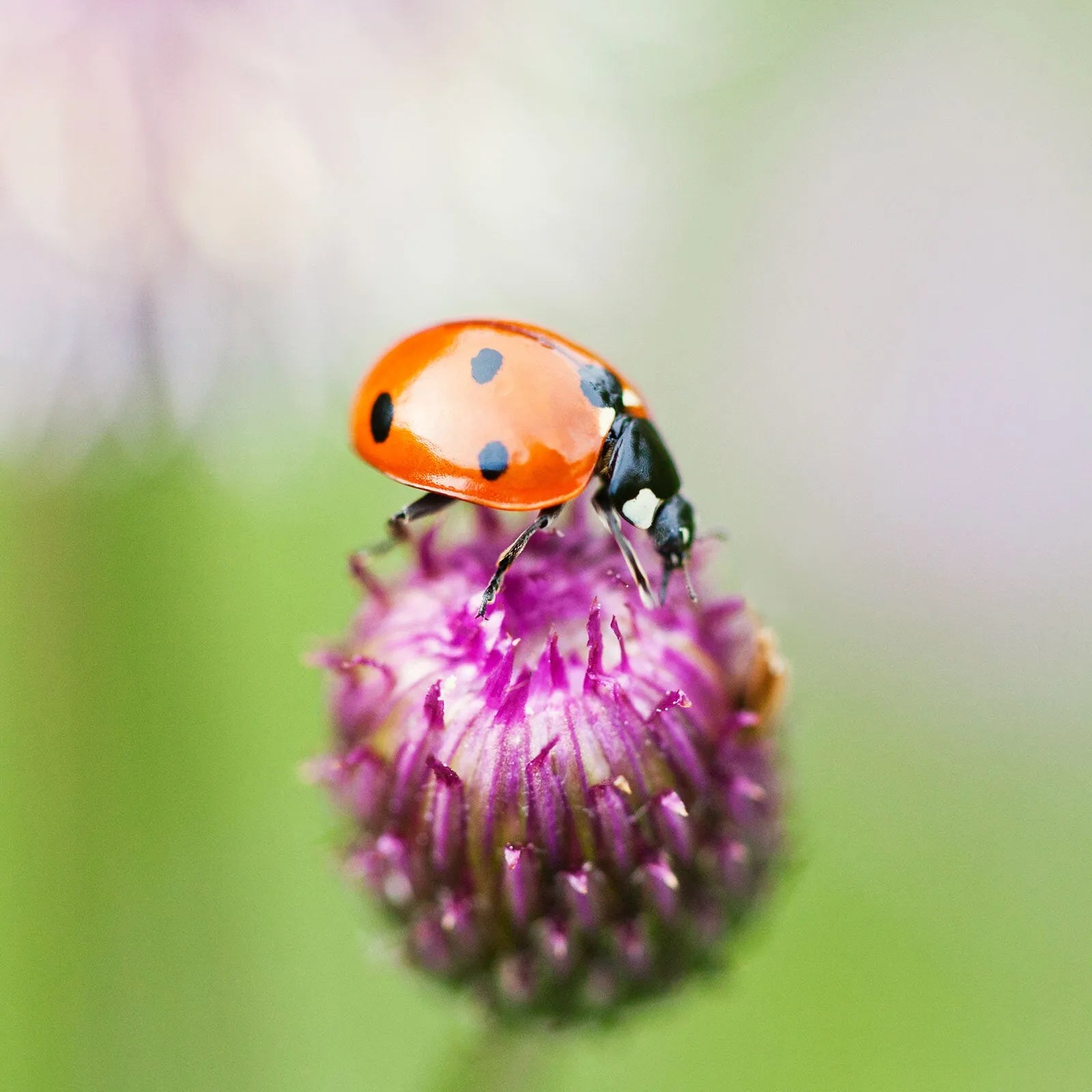 Brainstorm Outdoor Adventure Magnifier - ebebek - Black Friday