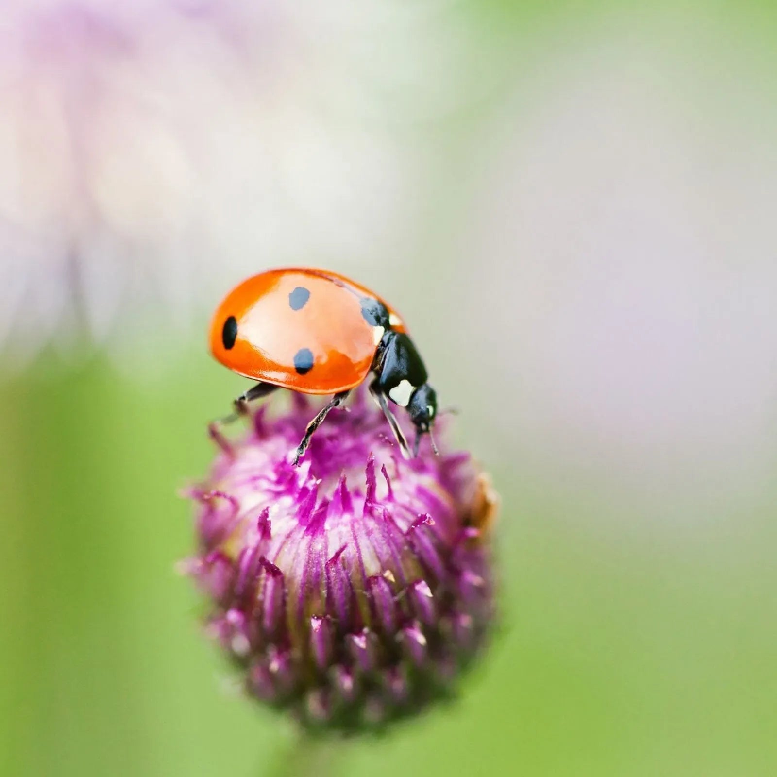 Brainstorm Outdoor Adventure Magnifier - ebebek - Black Friday