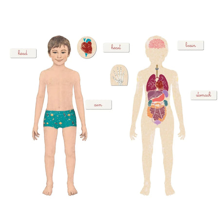 Clementoni Montessori - Human Body - ebebek